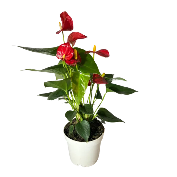 Flamingoblume Anthurie rot rosé creme 12cm