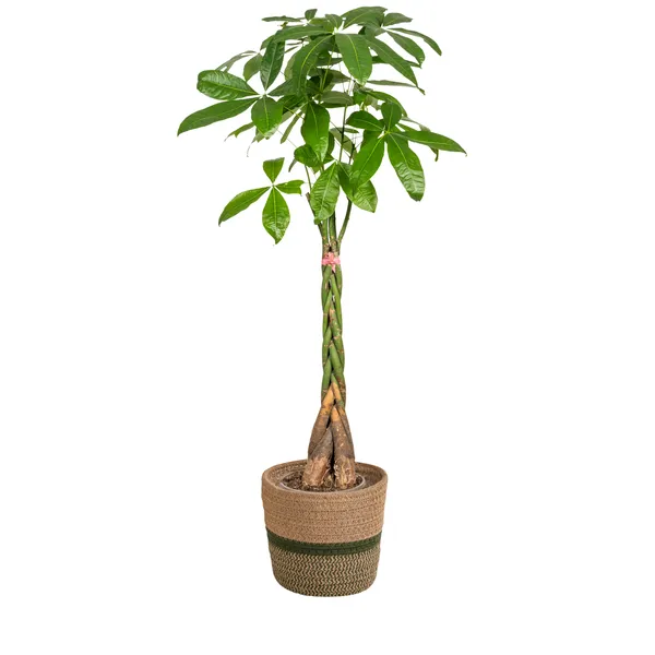 Pachira Aquatica mit Korb Ø24cm - ↕120 - 140cm