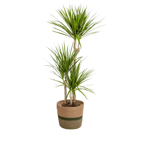 Grüner Drachenbaum mit Korb (Dracaena Marginata Green)