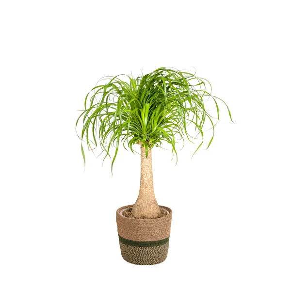 Pie de elefante con cesta (Beaucarnea recurvata)