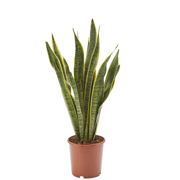 Bogenhanf Sansevieria Laurentii