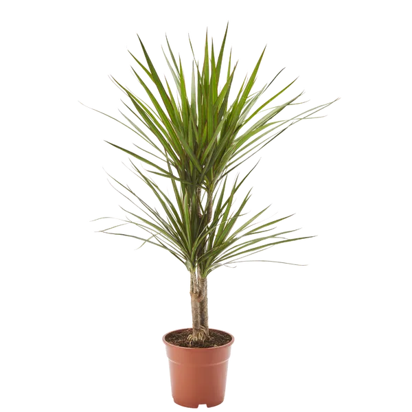Drachenbaum Dracaena