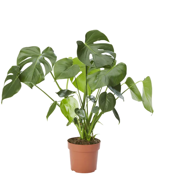 Fensterblatt (Monstera Deliciosa)